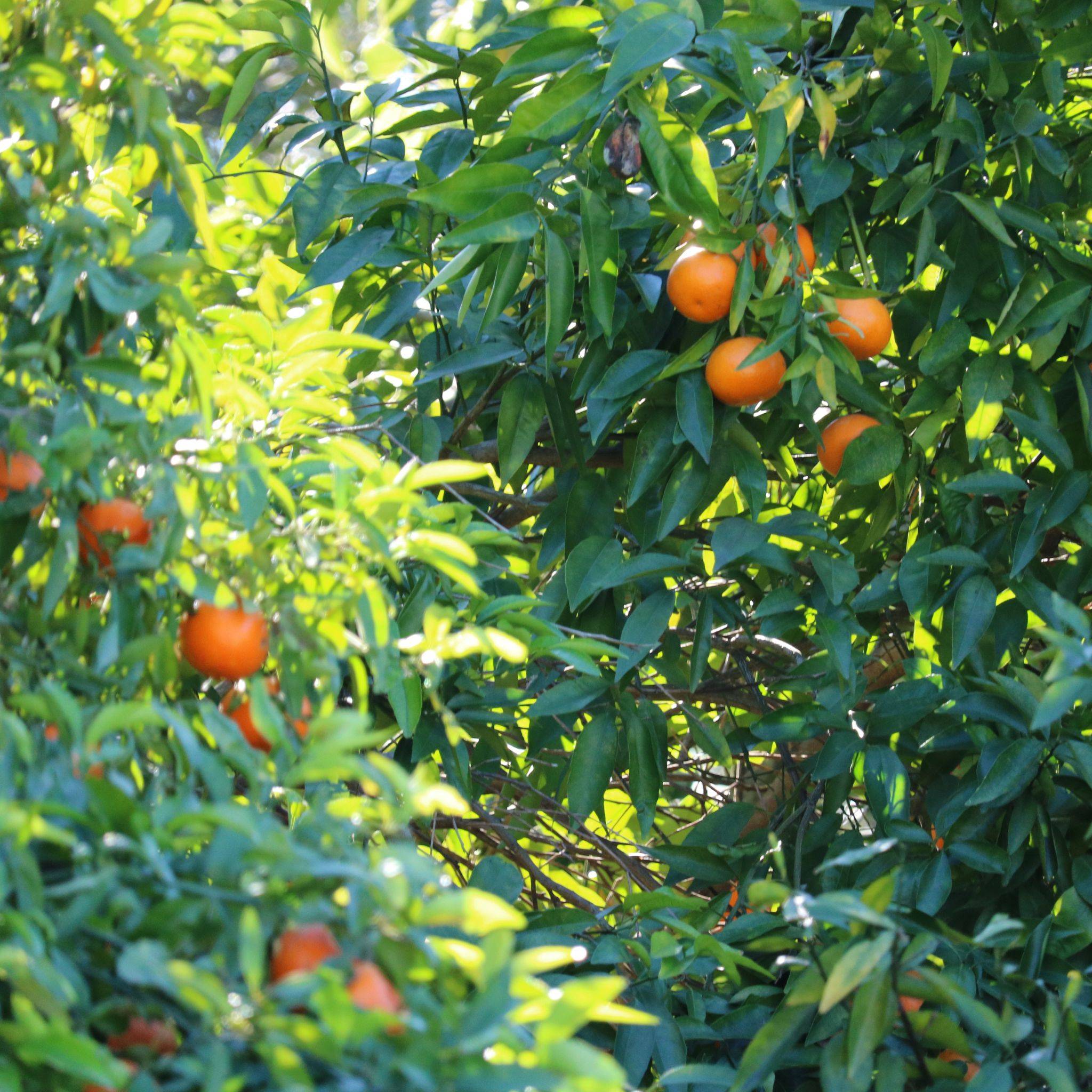 Clémentines de Corse Livraison à domicile Neary